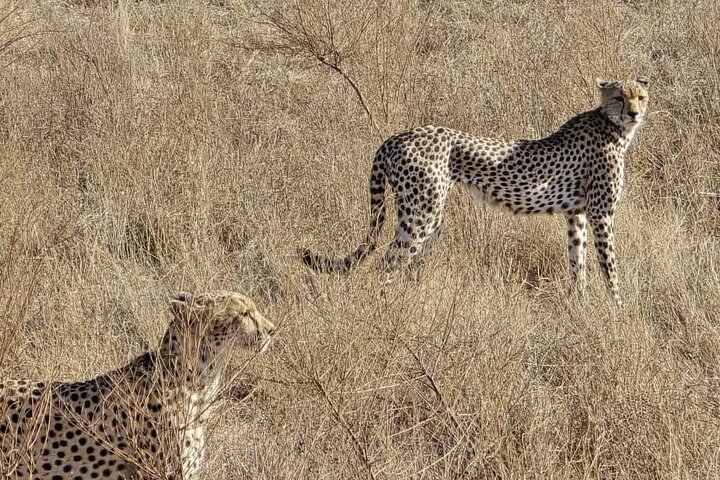 1 Day Tsavo East and West Extreme Wildlife Safari Adventure
