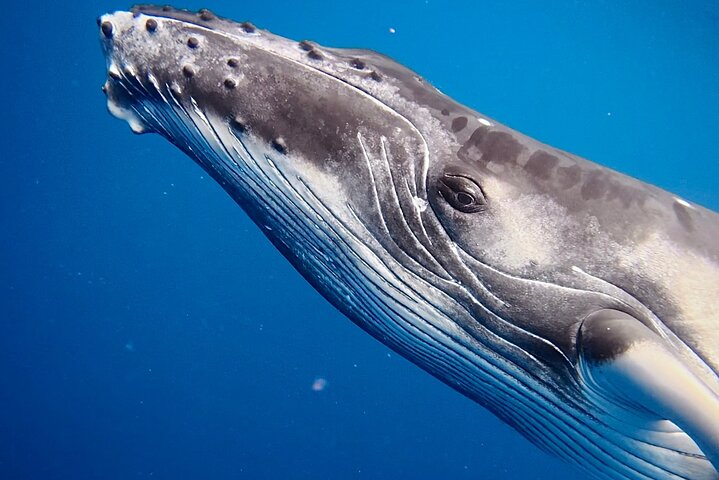 Guided Small Group Whale Watching and Swim Tour Tahiti