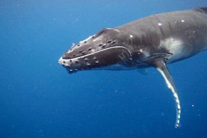 Guided Small Group Whale Watching and Swim Tour Tahiti