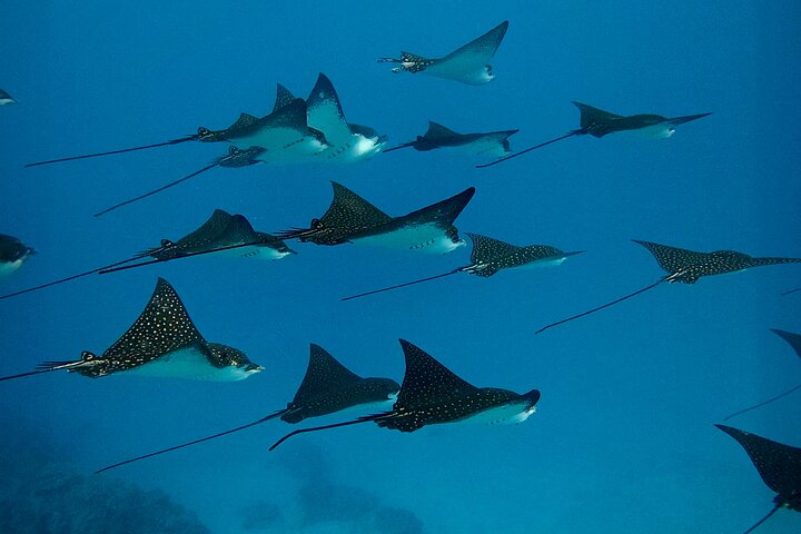 Guided Small Group Whale Watching and Swim Tour Tahiti