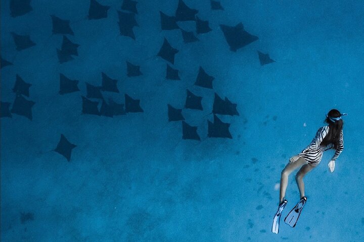 Guided Small Group Whale Watching and Swim Tour Tahiti