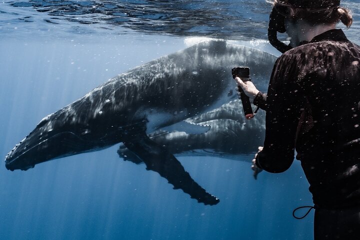 Guided Small Group Whale Watching and Swim Tour Tahiti