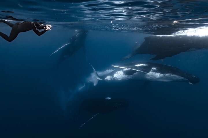 Guided Small Group Whale Watching and Swim Tour Tahiti
