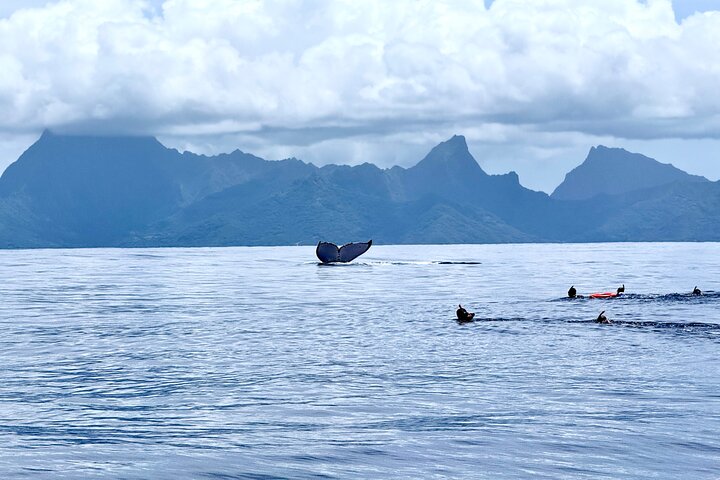 Guided Small Group Whale Watching and Swim Tour Tahiti