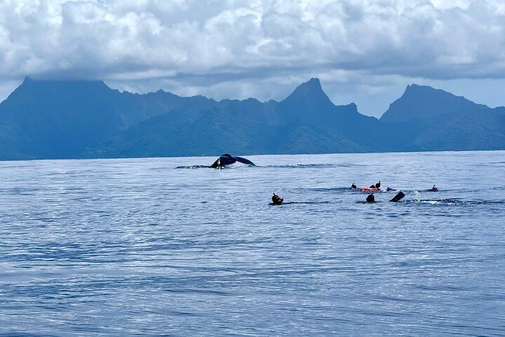Guided Small Group Whale Watching and Swim Tour Tahiti