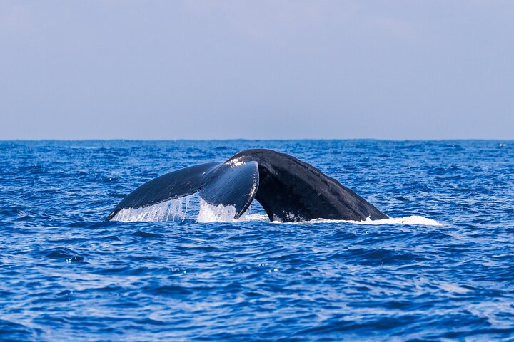 Guided Small Group Whale Watching and Swim Tour Tahiti