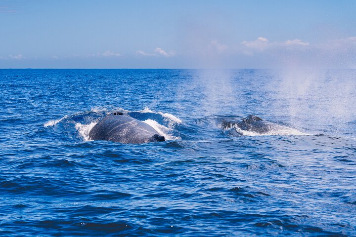 Guided Small Group Whale Watching and Swim Tour Tahiti