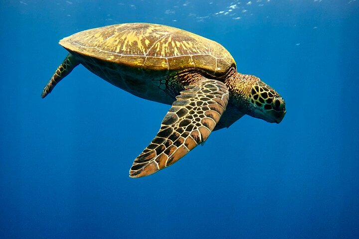 Guided Small Group Whale Watching and Swim Tour Tahiti