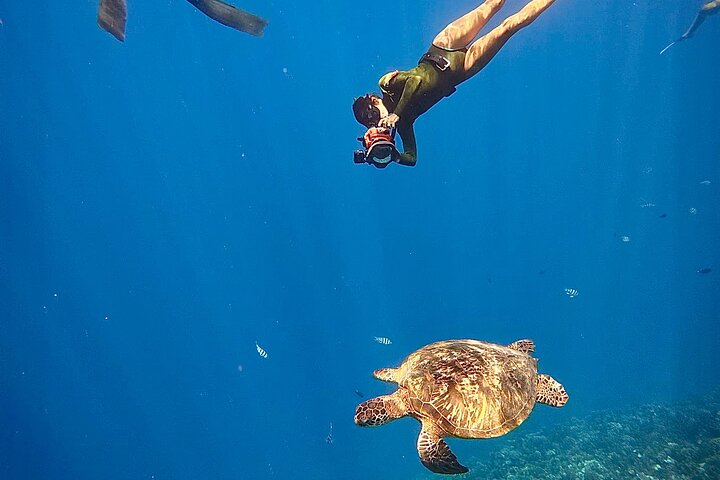 Guided Small Group Whale Watching and Swim Tour Tahiti