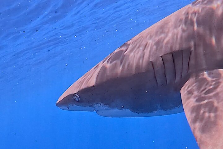 Guided Small Group Whale Watching and Swim Tour Tahiti