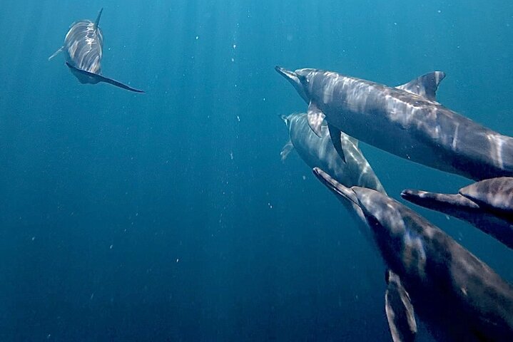 Guided Small Group Whale Watching and Swim Tour Tahiti