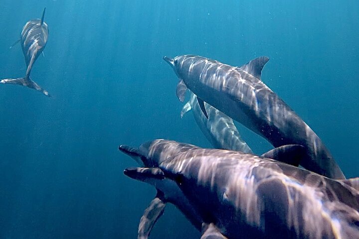 Guided Small Group Whale Watching and Swim Tour Tahiti