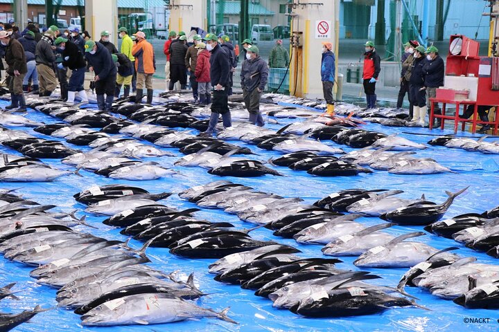Tuna Auction Market Guided Private Tour in Nachi-Katsuura