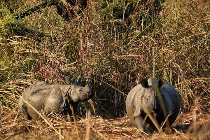 Adventure Day Walk(Private, 8-10h.) inside Chitwan National Park.