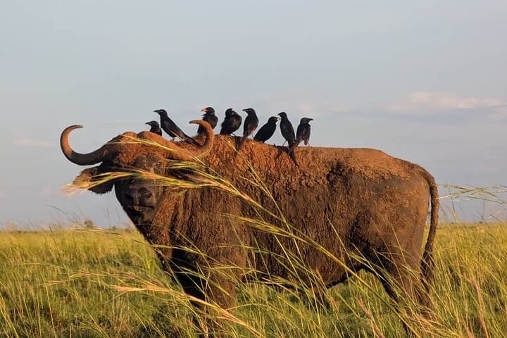 2 Days Murchison Falls 24hrs One Night Stay