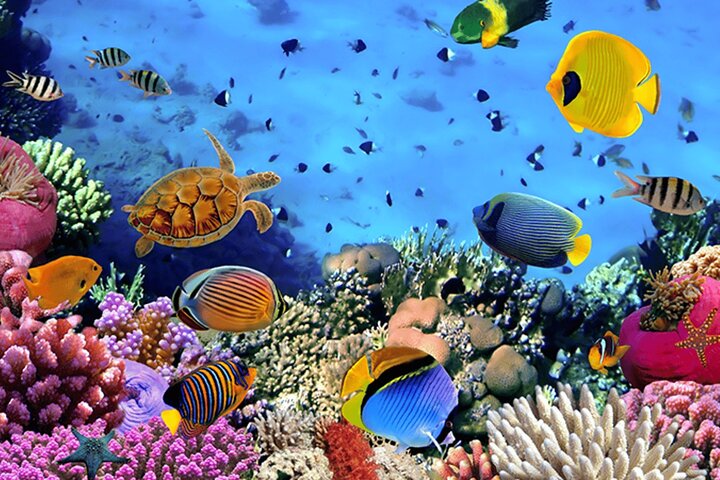 Havelock Coral Experience: Semi-Submarine and Radhanagar Beach