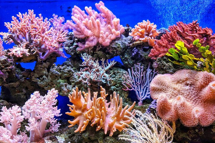 Havelock Coral Experience: Semi-Submarine and Radhanagar Beach