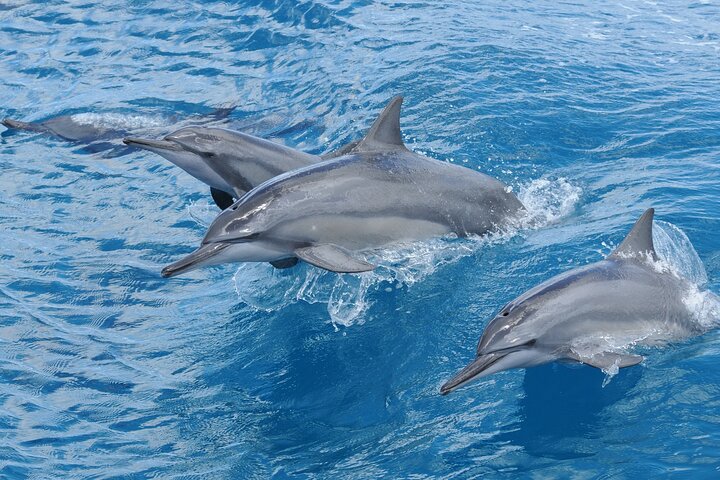 Dolphin Watching Cruise with Underwater Observatory Viewing