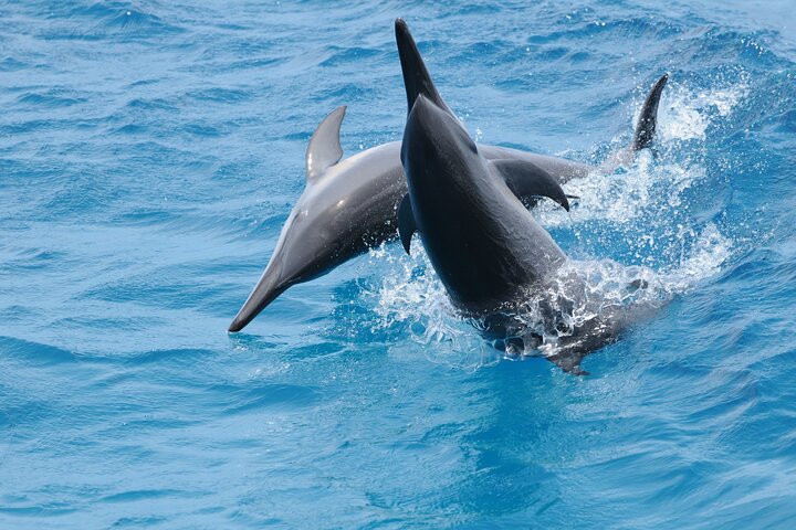 Dolphin Watching Cruise with Underwater Observatory Viewing