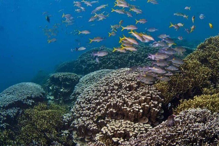 Eco Snokeling in Piti Bay Marine