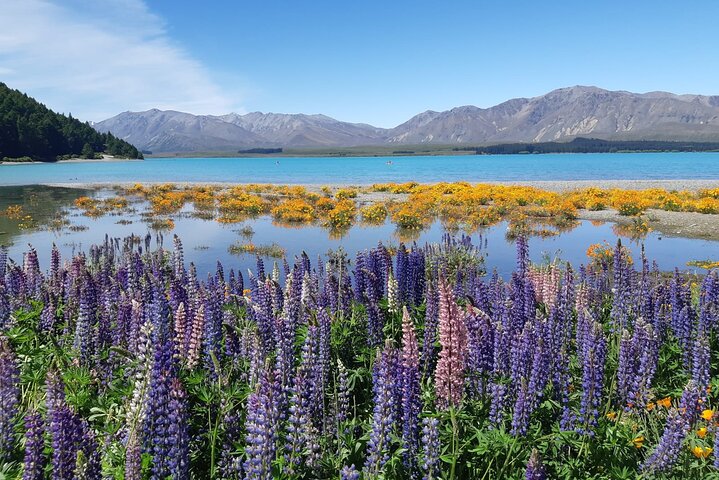 Mt Cook to Christchurch One-Way Small Group Tour via Lake Tekapo