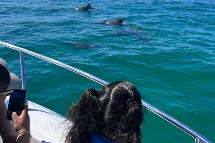 Shell Island Snorkel And Dolphin Sightseeing