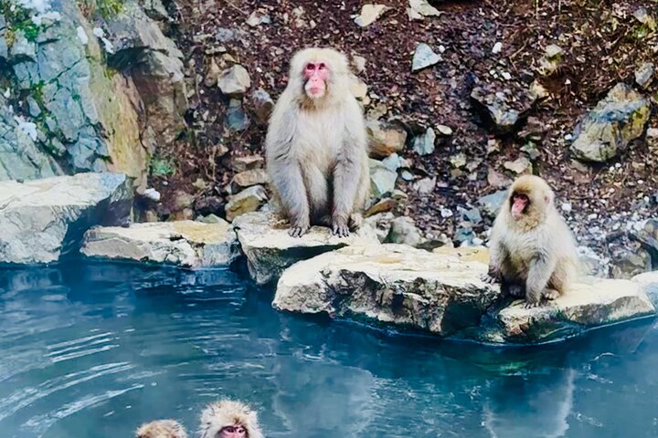 VIP Snow Monkeys Park Customized Private One Day Tour