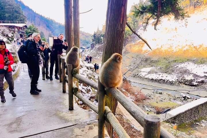 VIP Snow Monkeys Park Customized Private One Day Tour