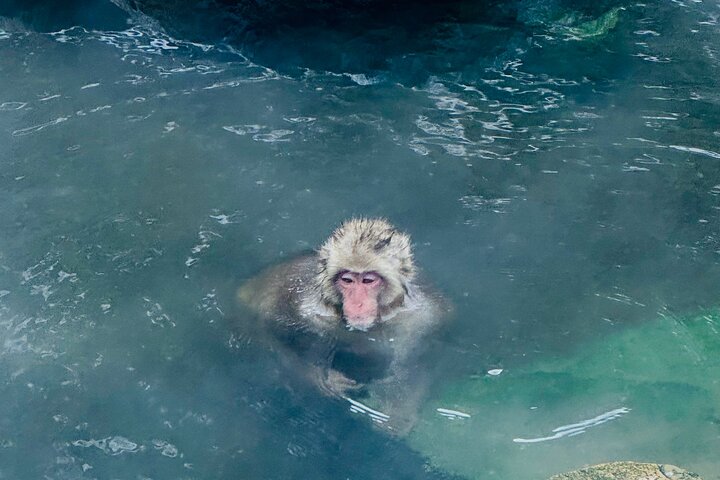 VIP Snow Monkeys Park Customized Private One Day Tour