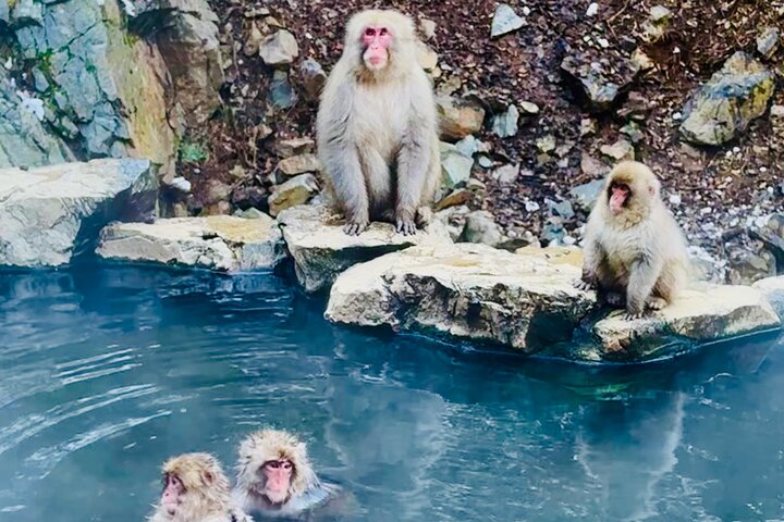 VIP Snow Monkeys Park Customized Private One Day Tour