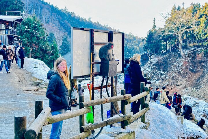 VIP Snow Monkeys Park Customized Private One Day Tour