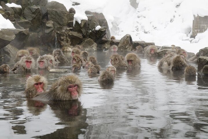 VIP Snow Monkeys Park Customized Private One Day Tour