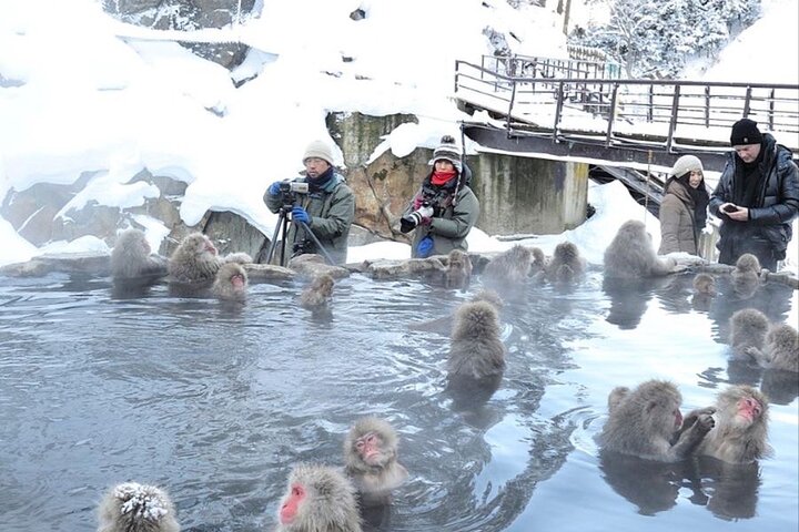 VIP Snow Monkeys Park Customized Private One Day Tour