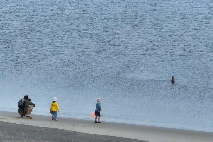 Zeeland seals Beach safari NL/DE