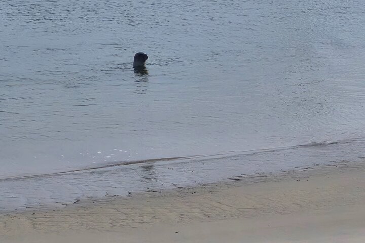 Zeeland seals Beach safari NL/DE