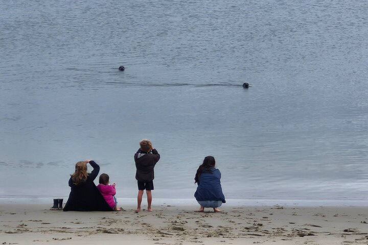 Zeeland seals Beach safari NL/DE