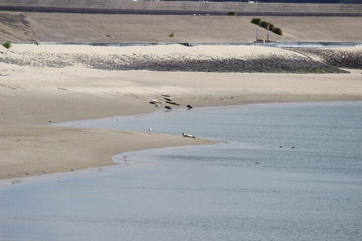 Zeeland seals Beach safari NL/DE
