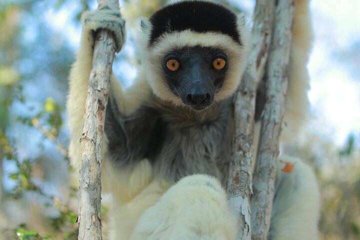 Tsingy tour 3 days start in Morondava