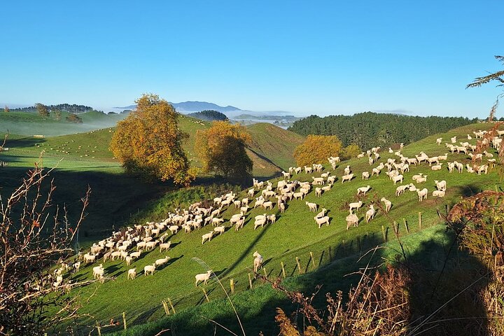 Hobbiton & Waitomo Glowworm Caves Tour with Lunch from Auckland