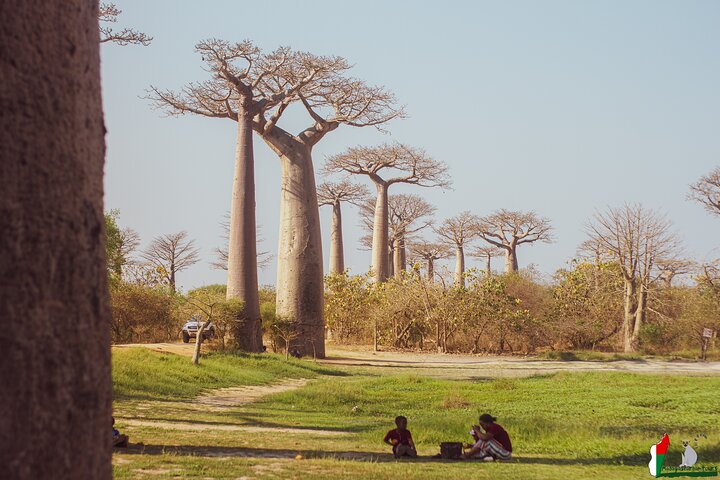 Baobab tour in Morondava