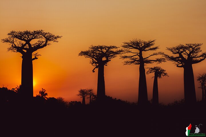 Baobab tour in Morondava