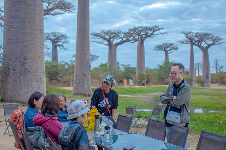 Baobab tour in Morondava
