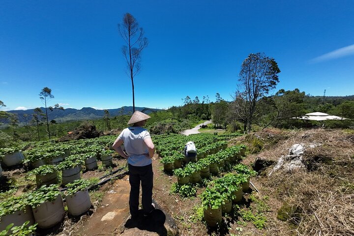 Tangkuban Parahu Volcano or White Crater Bandung Guided Tour