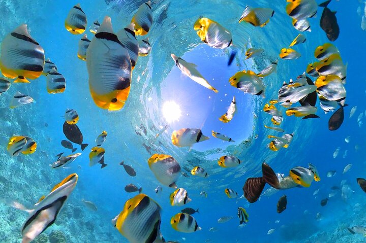 Underwater Observatory & Coconut Experience