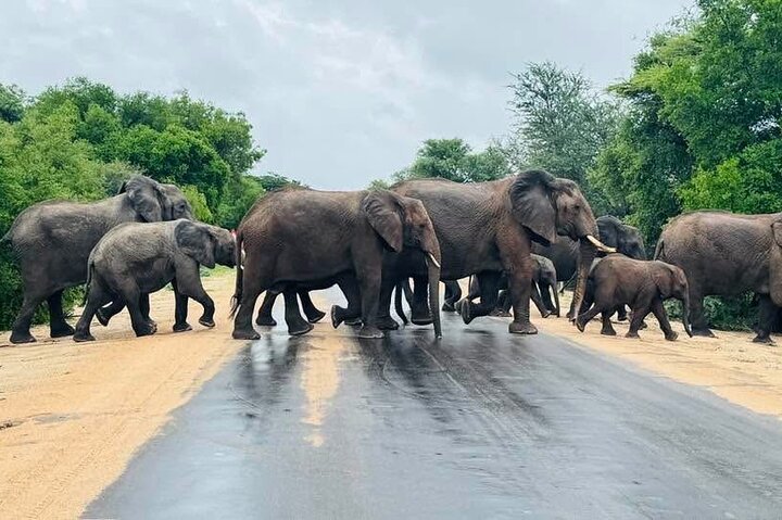 Kruger National Park Morning Safari Experience (Minimum 2 Peope)