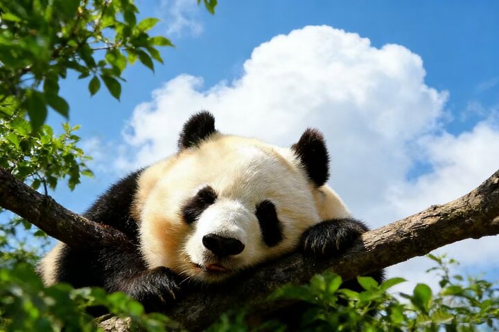 Beijing Private Tour:Mutianyu/Badaling Great Wall and Panda House