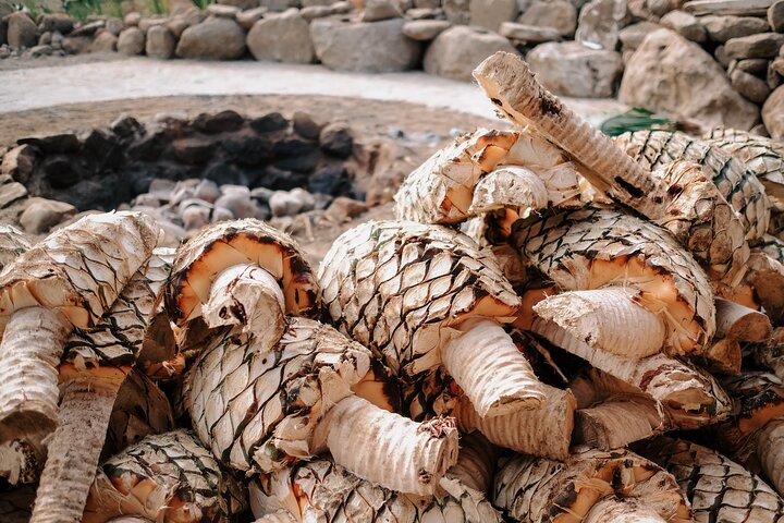 Cachasol Tequila Tasting & Raicilla Distillery Tour
