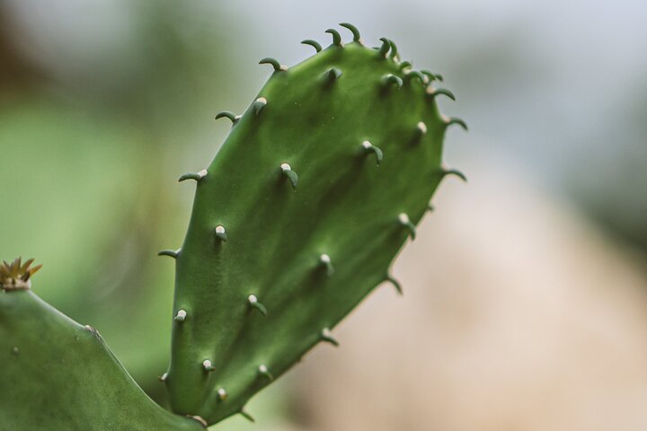 Cachasol Tequila Tasting & Raicilla Distillery Tour