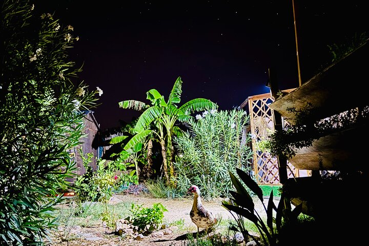 Astronomy Night - Family Stargazing in Finca Astronomica