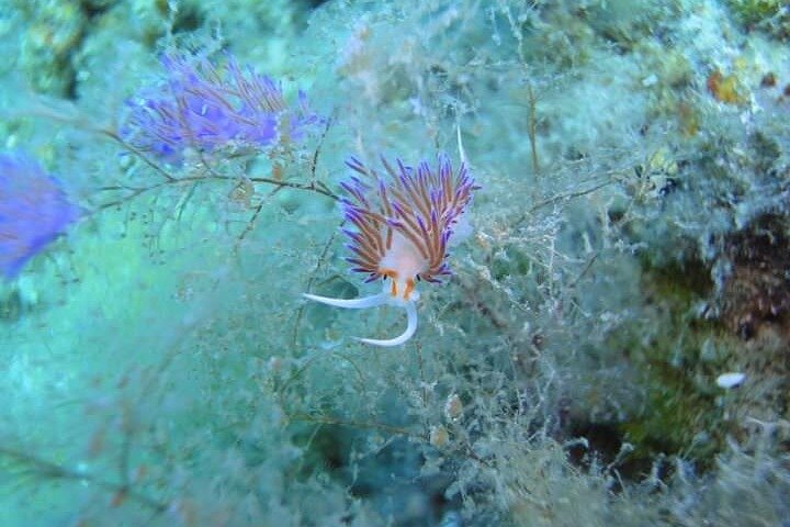 Coast of the Gods snorkeling tour: the best you can find.